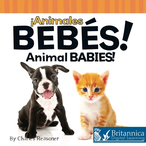 Animales bebés (Animal Babies)